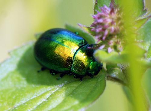 Chrysolina herbacea