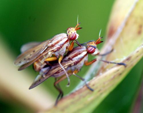Réf. 127 727 : Ilione albiseta
