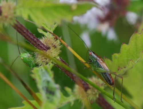 Réf. 127 870 : Conocephalus dorsalis