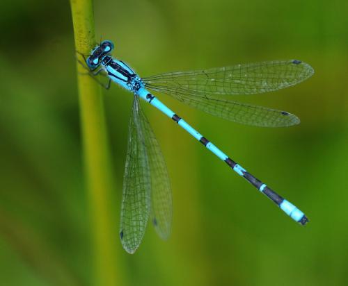 Enallagma cyathigerum