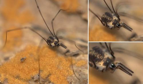 Réf. 127 236 : Mitostoma chrysomelas