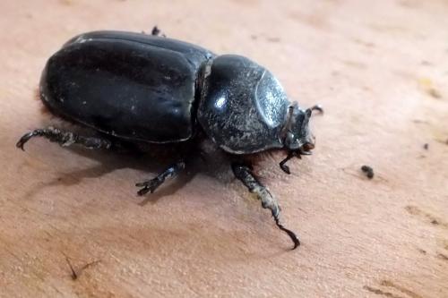 Oryctes nasicornis