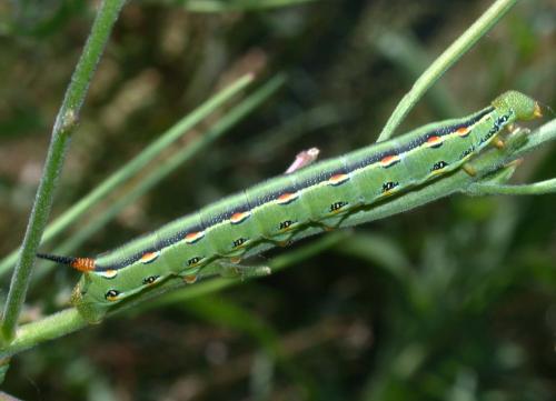 Réf. 127 860 : Hyles lineata