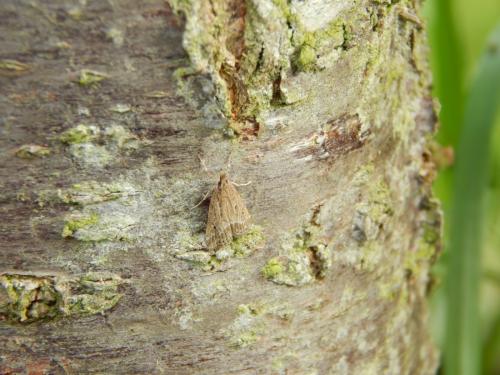 Réf. 127 407 : Eudonia pallida