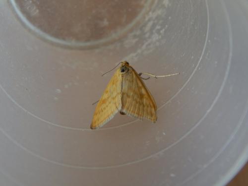 Réf. 127 401 : Sitochroa verticalis