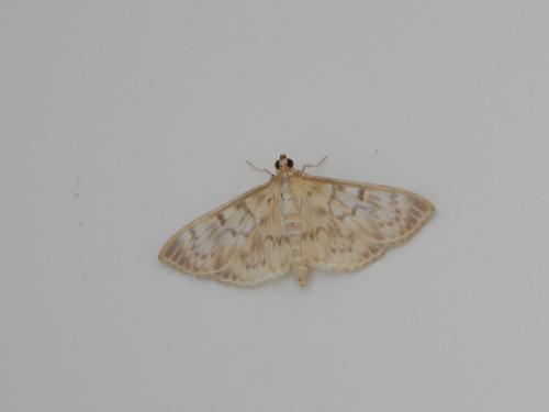Pleuroptya ruralis