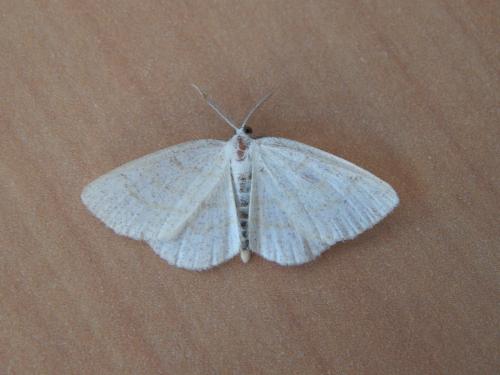 Cabera exanthemata