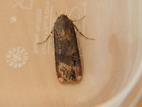 Réf. 127 769 : Agrotis ipsilon