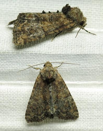 Réf. 127 035 : Mesoligia furuncula