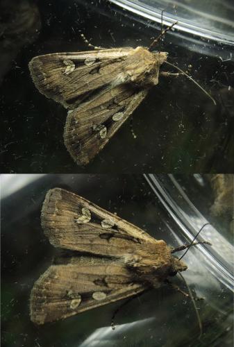 Euxoa obelisca