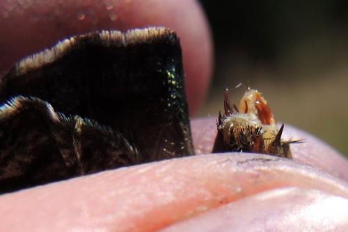 Hipparchia genava