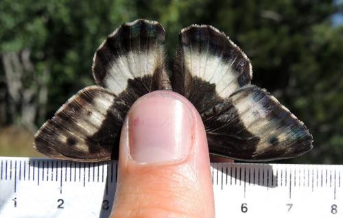 Hipparchia genava