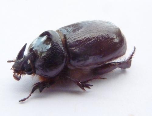 Temnorhynchus antiochus