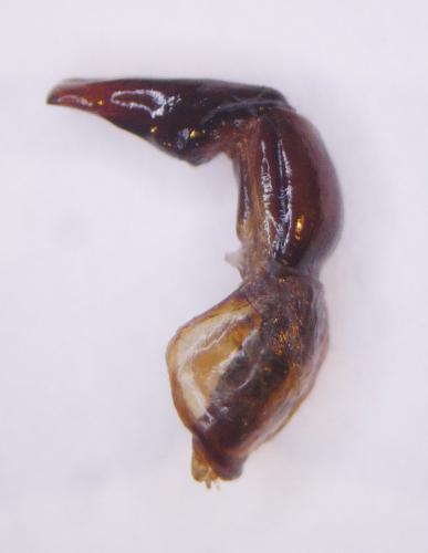 Réf. 127 184 : Temnorhynchus antiochus