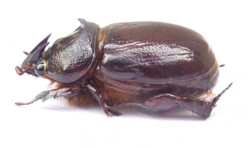Temnorhynchus antiochus