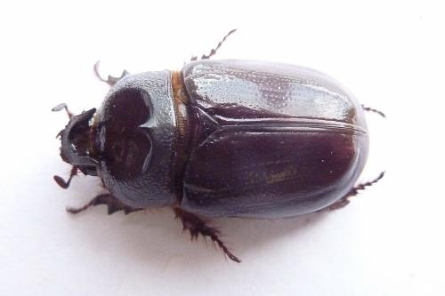 Réf. 127 153 : Temnorhynchus antiochus