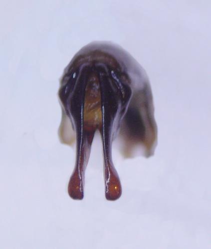 Réf. 127 185 : Temnorhynchus antiochus