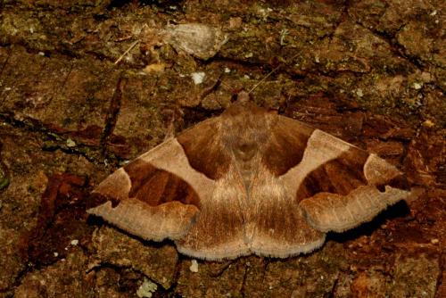 Réf. 127 738 : Dysgonia algira