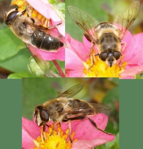 Eristalis tenax