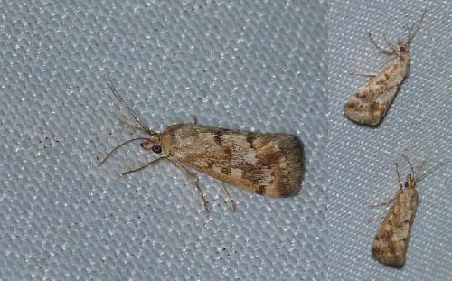 Tegostoma comparalis