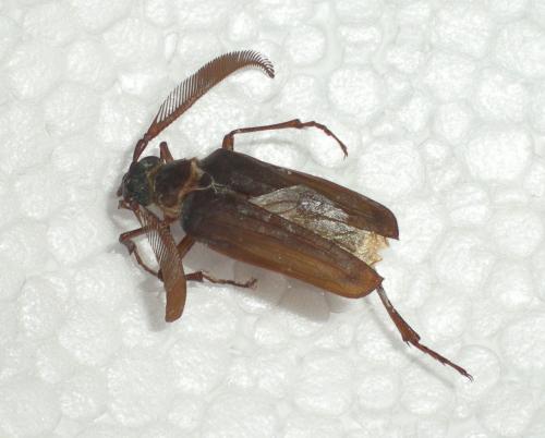 Polyarthron pectinicorne