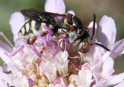 Epeolus variegatus