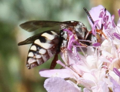 Epeolus variegatus