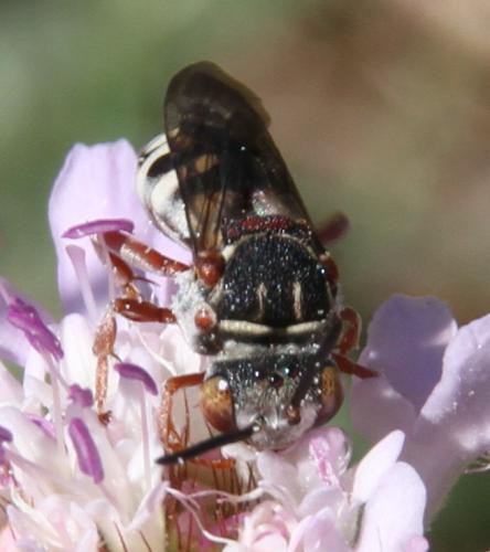 Epeolus variegatus