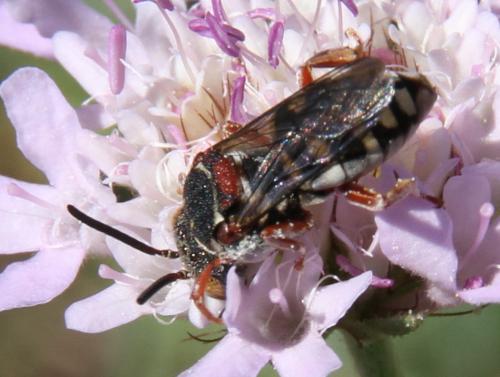 Epeolus variegatus