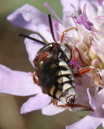 Epeolus variegatus