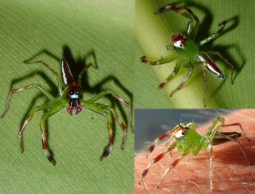 Epeus flavobilineatus