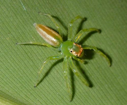 Epeus flavobilineatus