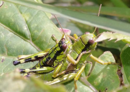 Miramella alpina subalpina