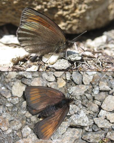 Erebia pluto