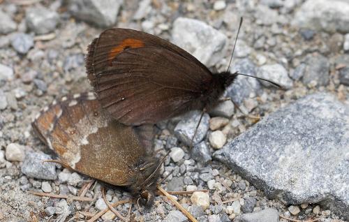 Réf. 127 797 : Erebia euryale