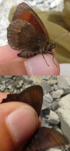 Erebia sp.