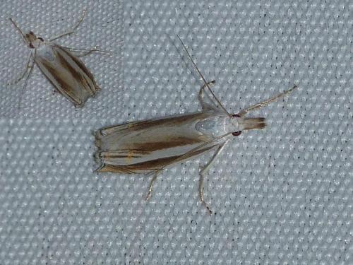 Réf. 127 793 : Mesocrambus tamsi