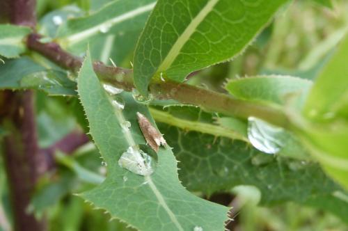 Eucosma sp.
