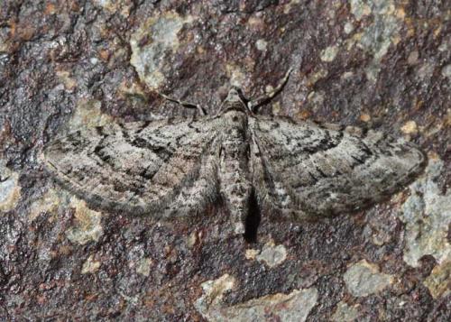 Eupithecia pusillata