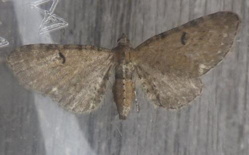 Eupithecia sp.