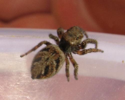 Evarcha arcuata
