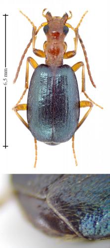 Réf. 127 349 : Brachinus explodens