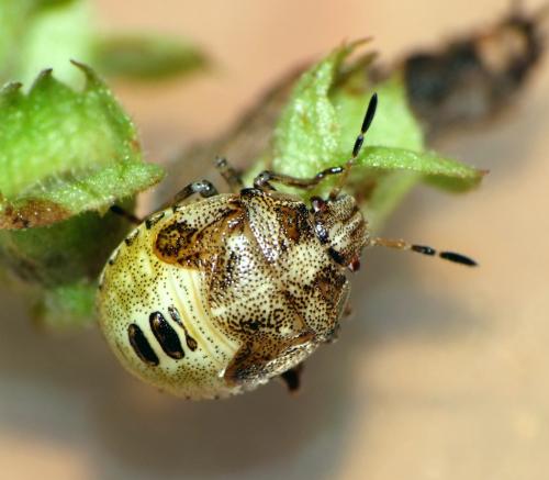 Stagonomus venustissimus