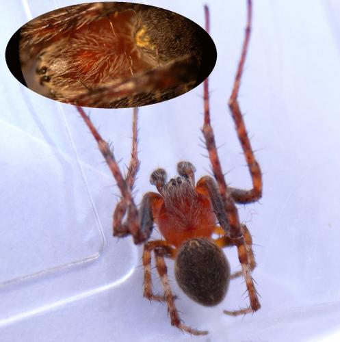 Réf. 127 802 : Larinioides patagiatus
