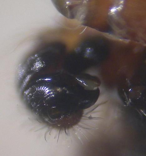 Larinioides patagiatus