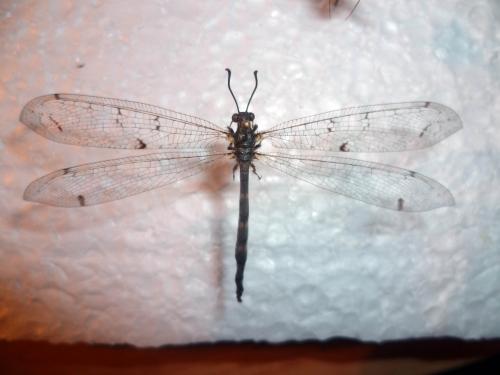 Réf. 127 510 : Distoleon tetragrammicus
