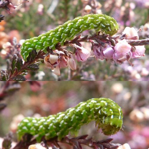 Réf. 127 835 : Anarta myrtilli