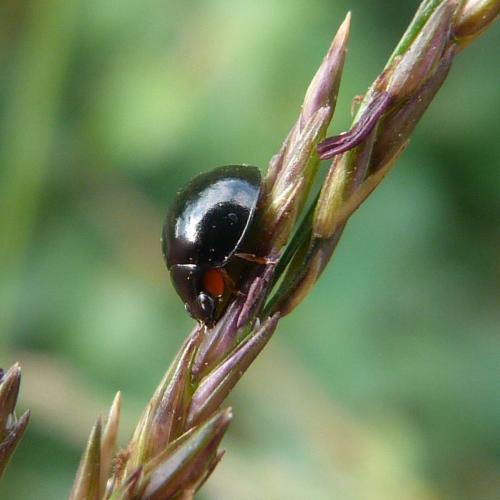 Parexochomus nigromaculatus