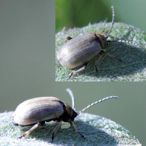 Lochmaea sp.