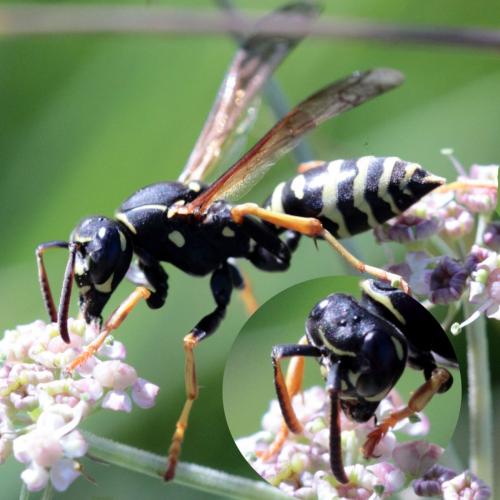 Réf. 127 937 : Polistes nimpha